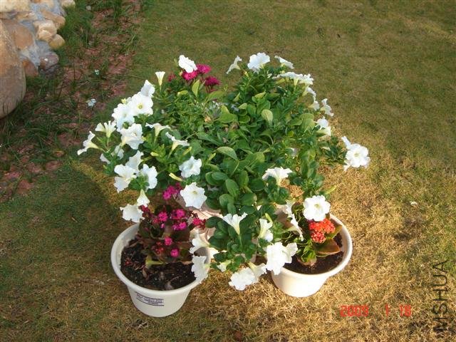 1��18��ͬһ�軨�����ڻ����ø�����