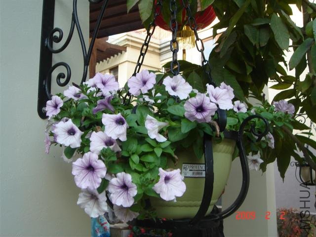 2��2��ͬһ�軨