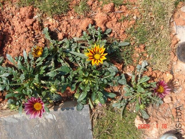 �Լ�����ѫ�¾�