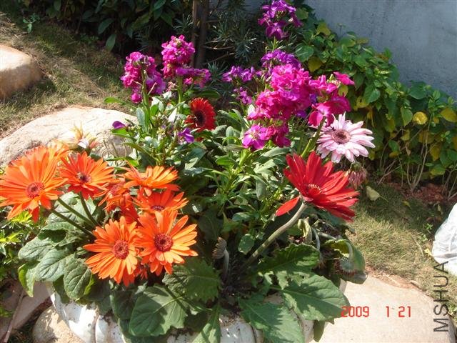 ��ĳɻ����޾�