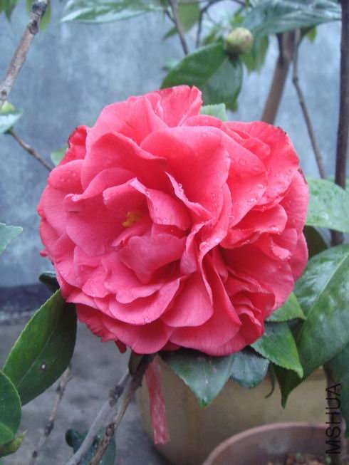 ��ת DSC02050.JPG