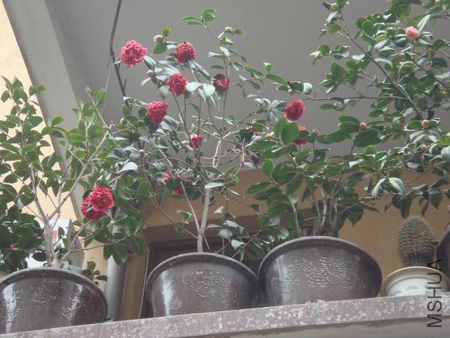 lms����������������