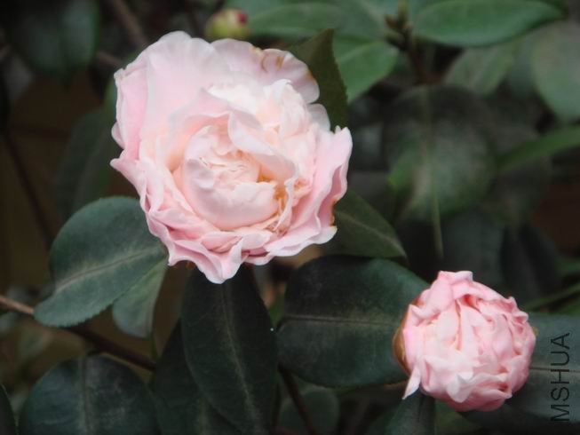 ��������