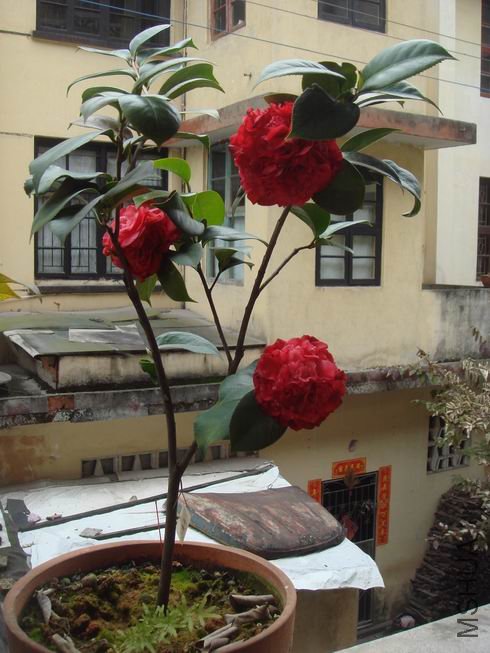 ��ת DSC02080.JPG