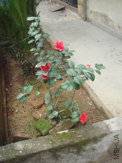 ��ת DSC02070.JPG