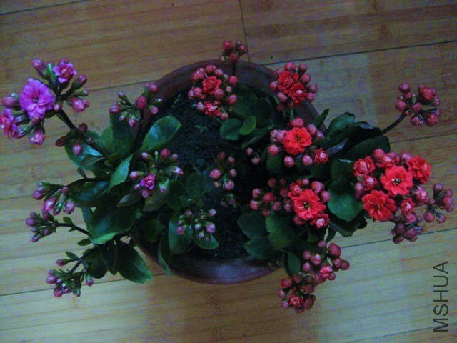 010.JPG