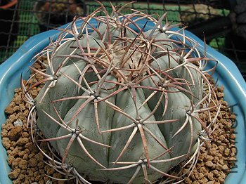 Echinocactus horizonthalonius ̫ƽ��.jpg