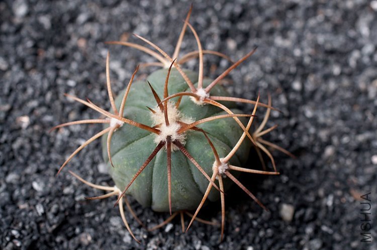 Echinocactus horizonthalonius ̫ƽ��_02.jpg