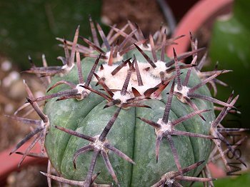 Echinocactus horizonthalonius Сƽ��.jpg