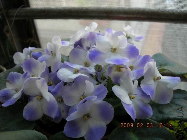 �{����Сafrican violet-������-2009-0203-DSCN0094.JPG