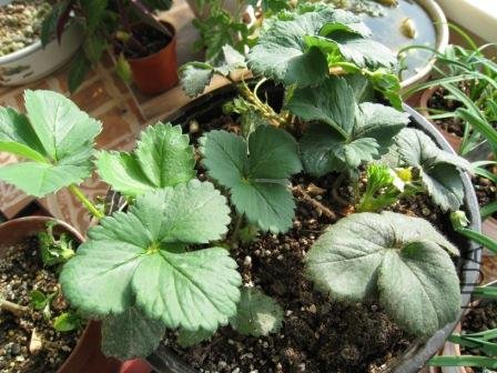 ��ݮ��3�꣬��ʼ����Ҷ�����²�ݮ��~