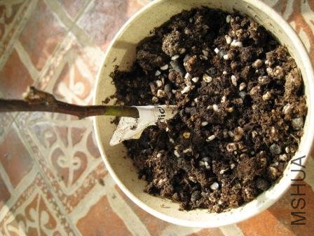 ��������֬����ʼ�����ڵ���..