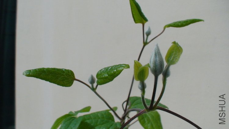 ���ǵ����Լ����ĶԻ���,�����Ի��ٵĸ��ٿɼ�.