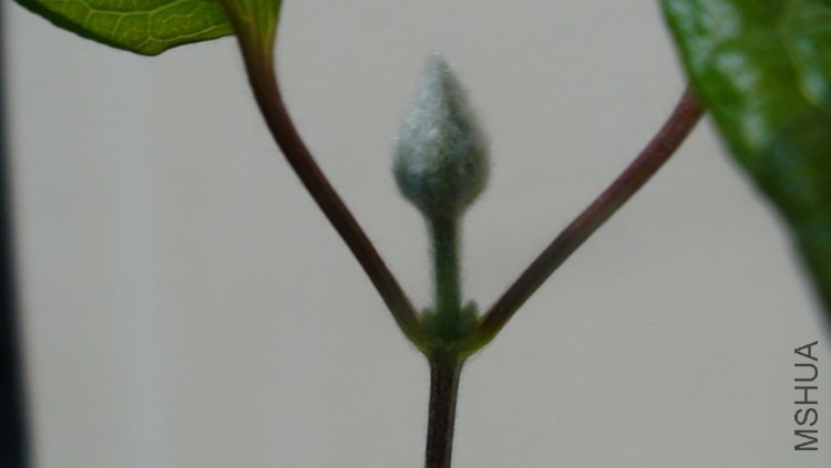 �ٿ��������Ի��ٵĸ�����д,������ǰ�ڶ��Ի��ٵĸ��ٺܽӽ�.���ڶ��Ի��ٵĸ��پ��Ѿ�������.