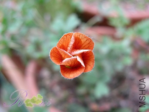 O'btusa peach 11.jpg