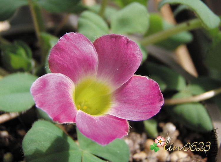 Oxalis purpurea Lavender & White.JPG