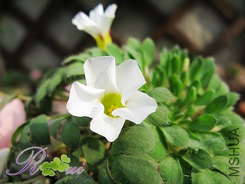 O'haworthioides ɽ髳� 12.jpg