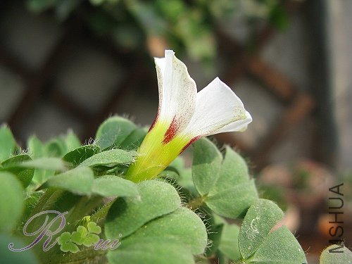 O'haworthioides ɽ髳� 11.jpg