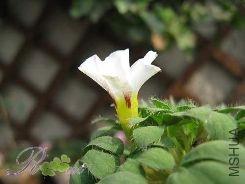 O'haworthioides ɽ髳� 10.jpg