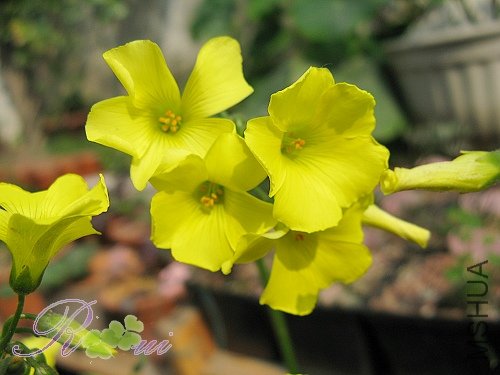 O'pes-capras ȸ�� 6.jpg