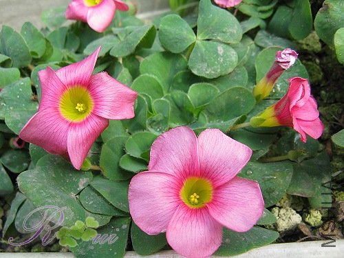 ��-ܽ�ط� 30.jpg