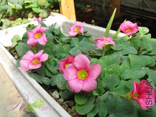 ��-ܽ�ط� 31.jpg