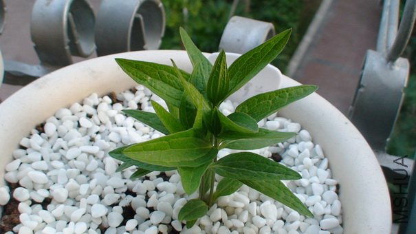 1-11��, 23��ʱ������,û����,ֻ��ҶƬ������һ��.