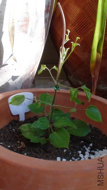 ��ʮ��ʱ������, 15cm��(1-18��)