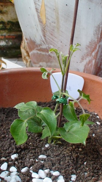 ��ʮ����ʱ������,��11cm��(1-11��)