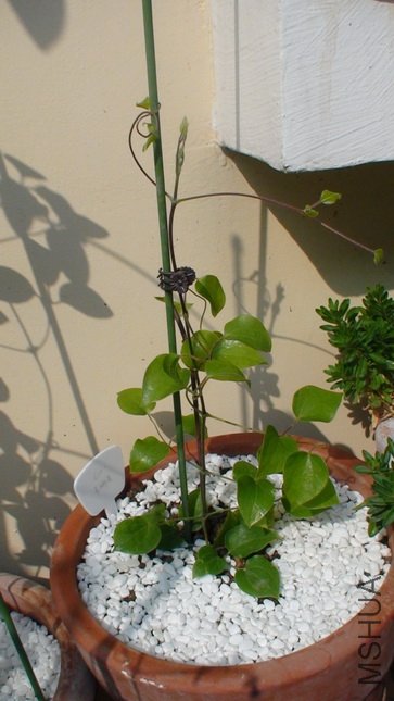 ��ʮ����ʱ������,��33cm��,���ʱ��ʵ���ǳ����˺ܶ�.(2-3��)