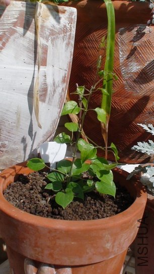 ��ʮ����ʱ������, 24CM����!(1-30��)