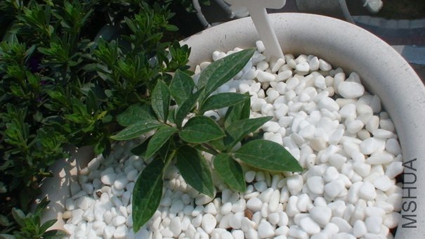 2-3��, ��ʮ����ʱ������,��40����Ҳû��ô����.    Ҷ��Ҳ���������,�ǲ��ǳ�������?