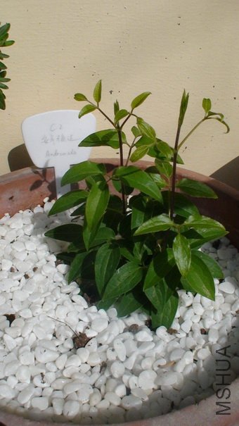 1-31��, ��ʮ����ʱ�����ӣ�15CM�ߡ�