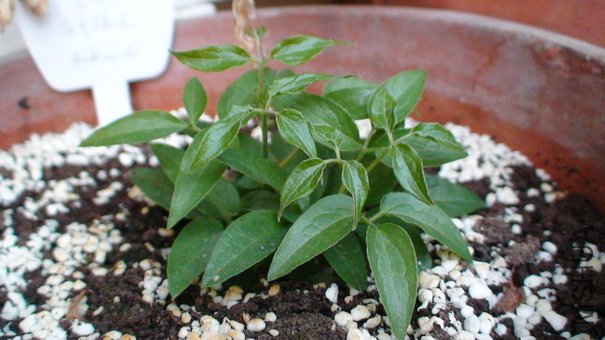 1-2��, ��ʮ����ʱ�����ӣ�Լ5-6CM�ߡ�