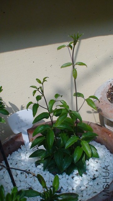 2-3��, ��ʮ����ʱ�����ӣ�23CM�ߡ�������ͳ���8CM���ǲ��Ǳ��ܵĹھ�����