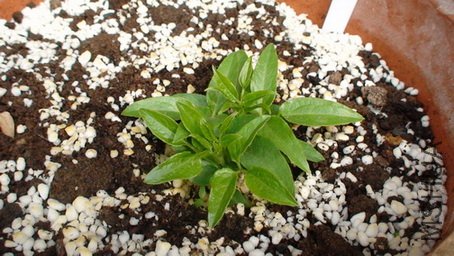 1-27��, ʮ����ʱ�����ӣ���3-4CM�ߡ�