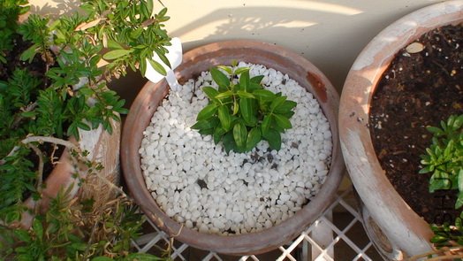 1-21��, ��ʮ����ʱ�����ӣ�9CM�ߡ�