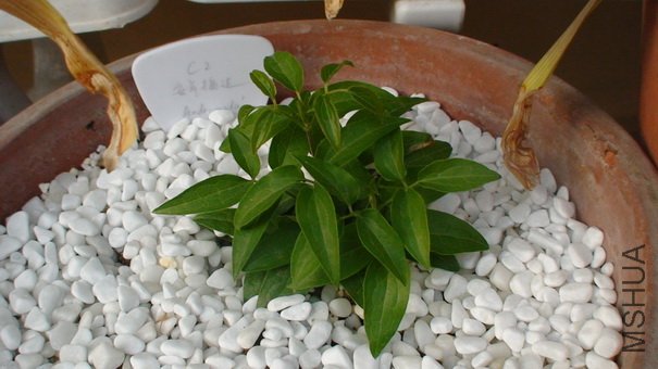 1-11��, ��ʮ����ʱ�����ӣ�Լ6-7CM�ߡ�