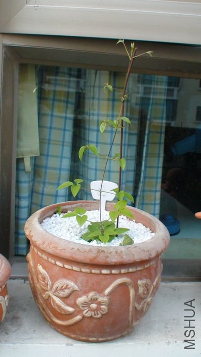 ��ʮ����ʱ�����ӣ�30cm�ߡ�(1-11��)