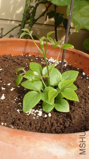 ʮ����ʱ�ĺ�����14cm�ߡ�(12-17��)