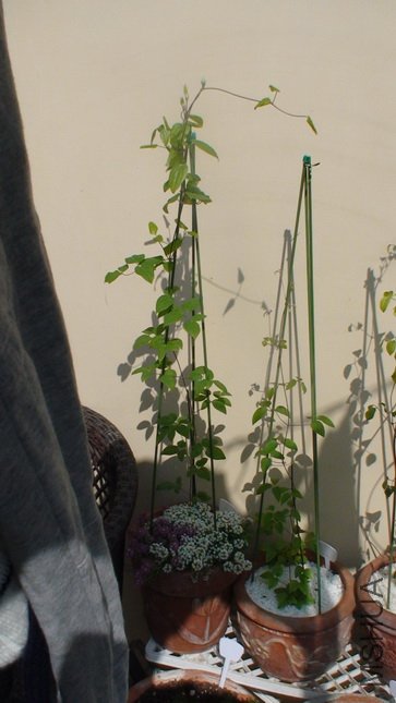 ������ʮ����ʱ��C3��C5�ĺ�Ӱ���Ѿ�68cm�ߡ�(1-31��)