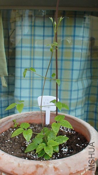 ��ʮ����ʱ�����ӣ��ֳ���һЩ����(1-6��)