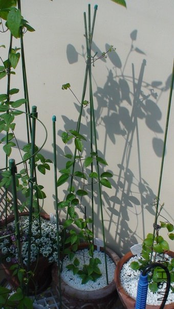 ������ʮ����ʱ��78cm�ߡ������ֳ���10cm�������ɣ�(2-3��)