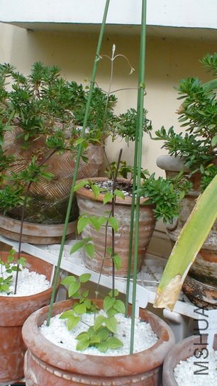 ��ʮ��ʱ���˸߸ߵļ��ӣ����������ĺ������Ѿ���59cm������(1-21��)