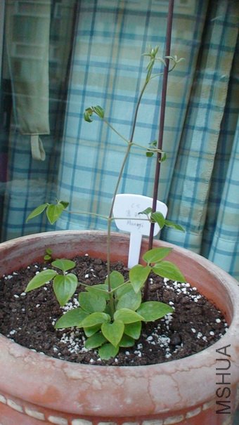 ��ʮ����ʱ�����ӣ�21cm�ߡ�(1-2��)