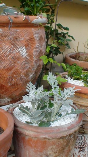 1-11��, ��ʮ����ʱ�Ľܿˣ�30cm�ߡ��������˸�Ѿ����Ҷ�գ����Ҹо���������ʱ�Ľܿ�������պ�һ���ߡ�