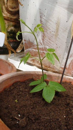 12-27��, ʮ����ʱ�Ľܿˣ�17cm�ߡ���ʱ�Ľܿ˱Ⱥ�������3cm��