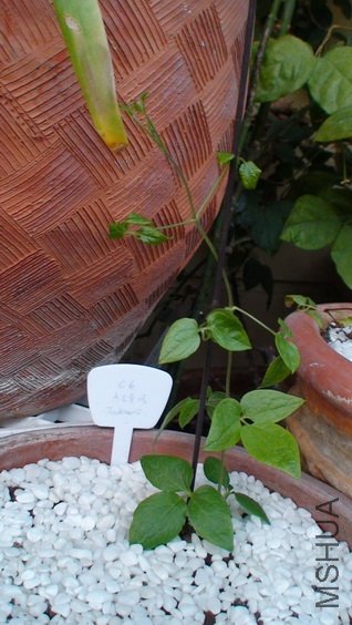 1-2��, ��ʮ����ʱ�Ľܿˣ�23cm�ߡ���ʱ�Ľܿ˻��ǱȺ����ߡ�