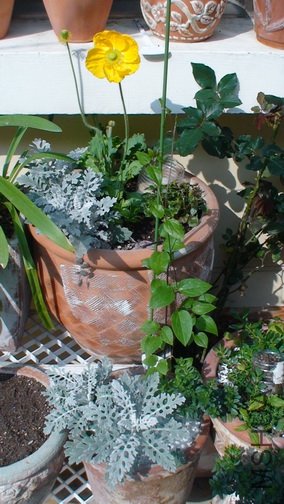 2-3��, ��ʮ���죬���˸߸˶��󣬲�4���ʱ��ͳ���7cm���Ѿ�57cm������