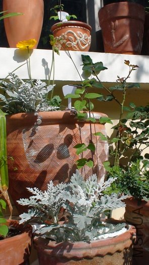 1-31��, ��ʮ���죬50cm�ߡ����ǰ�20cm��С���Ѿ��߳�֧�ŵ�С���ˣ��̲�ס���ܿ�Ҳ���˸��߸ߵĸ��ӡ�